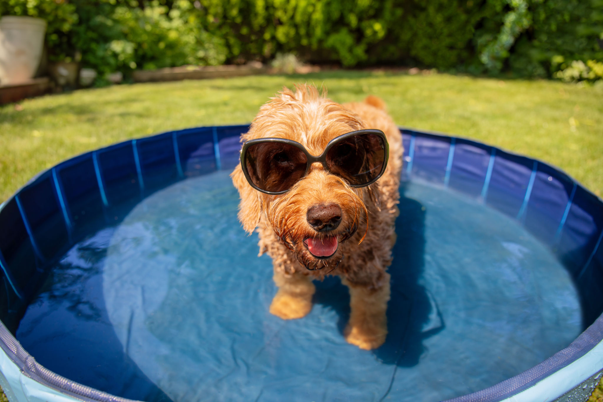 dog cooling summertime