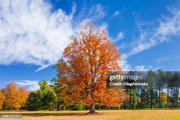 landscape with trees in autumn colors and blue sky, dutchess county, hudson valley, new york. - changer de couleur photos et images de collection