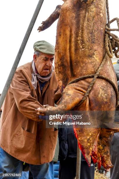 abattage d’un cochon en plein air, fête rurale, matapozuelos, valladolid, espagne. - hog tie photos et images de collection