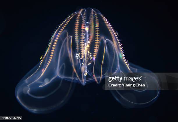 warty comb jelly (mnemiopsis leidyi) - bumpy stock pictures, royalty-free photos & images