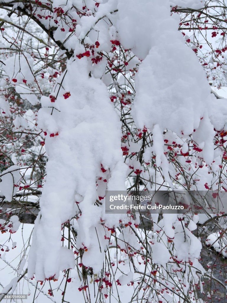 Euonymus europaeus fruit with snow