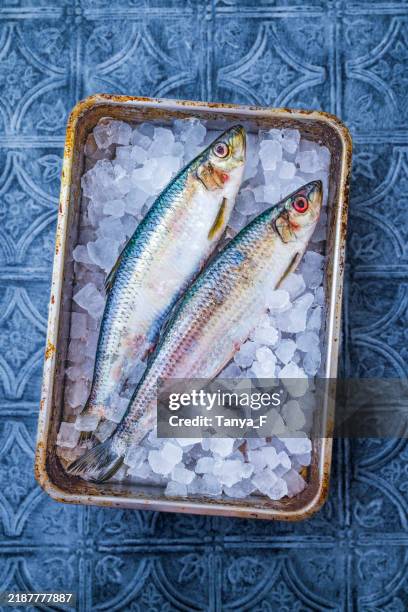 harengs frais sur glace sur fond de tuiles bleues - sardine photos et images de collection