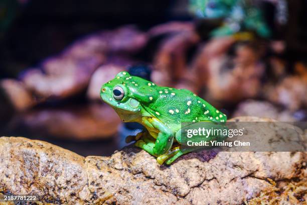 magnificent tree frog (ranoidea splendida) - magnificent tree frog stock pictures, royalty-free photos & images