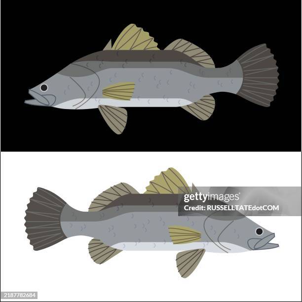 data centre - barramundi fish stock illustrations