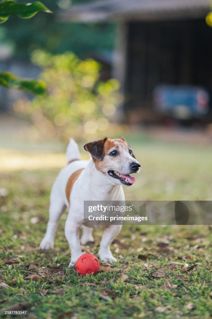 公園に立っているジャックラッセルテリアの鮮やかな肖像画で、舌を出して尻尾を振って、エネルギーと喜びを放っています。