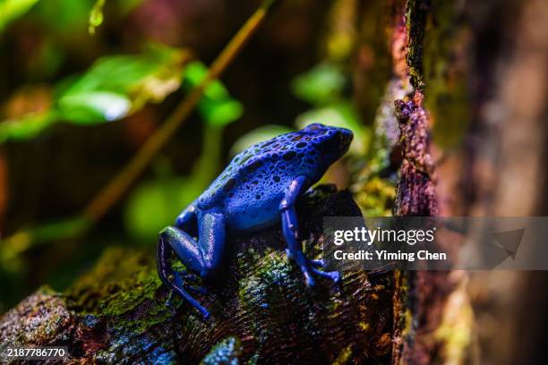 blue poison arrow frog (dendrobates tinctorius "azureus") - blauer pfeilgiftfrosch stock-fotos und bilder