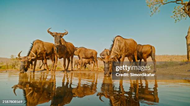 wildebeest herd drinking at a tranquil waterhole in southern africa - waterhole stock pictures, royalty-free photos & images