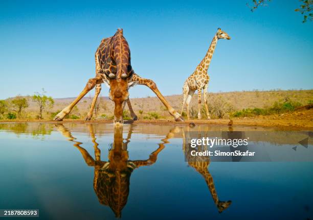 alert giraffes at a waterhole in southern africa - djur i det vilda bildbanksfoton och bilder