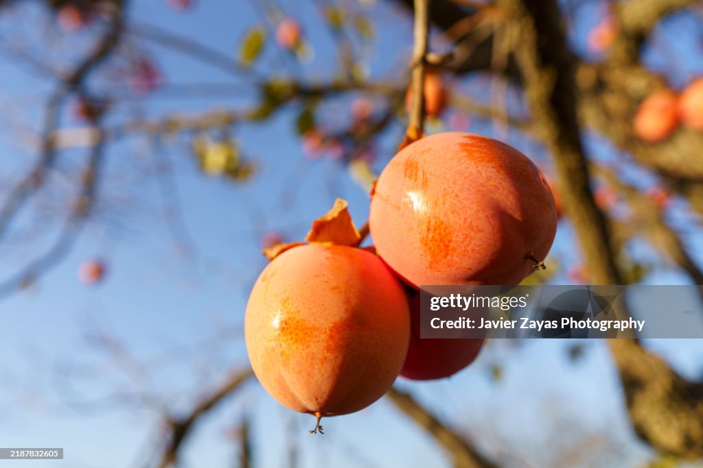 Ripe persimmons on a tree branch against a clear blue sky, ready for harvesting