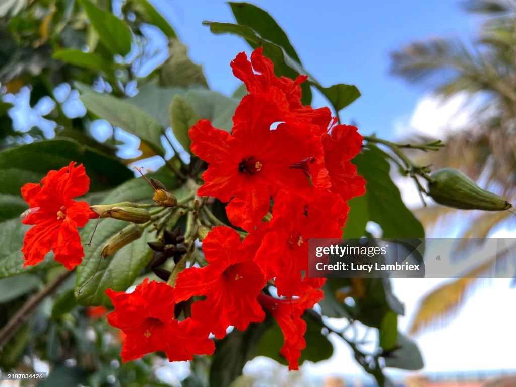 Beautiful Red Tropical Flowers