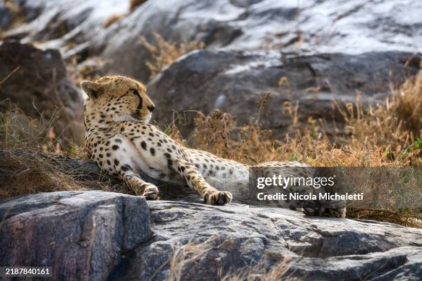 cheetah at rest - undomesticated cat stock pictures, royalty-free photos & images