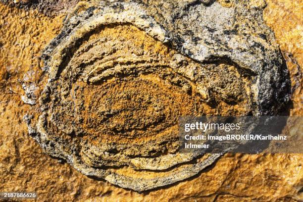 Oman Rudists 207 Petrification Stock Photos, High-Res Pictures, and Images - Getty ...