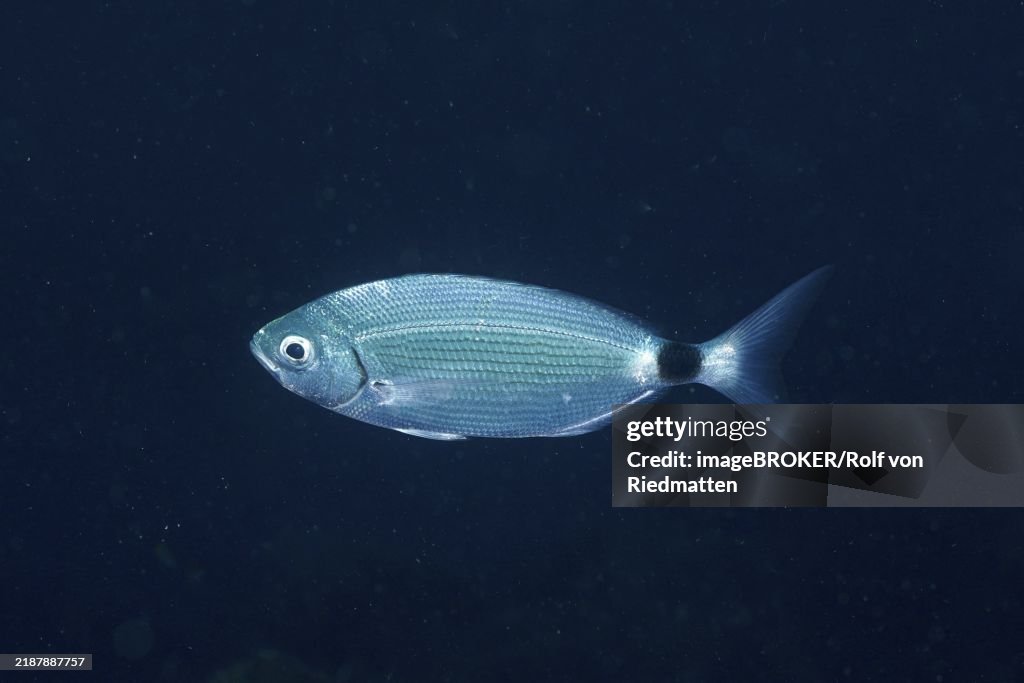 A single silvery fish, banded sea bream (Oblada melanura), swims in the dark Mediterranean Sea near Hyères. Dive site Sec de la Jeaune Garde, Giens peninsula, Provence Alpes Côte d'Azur, France, Europe