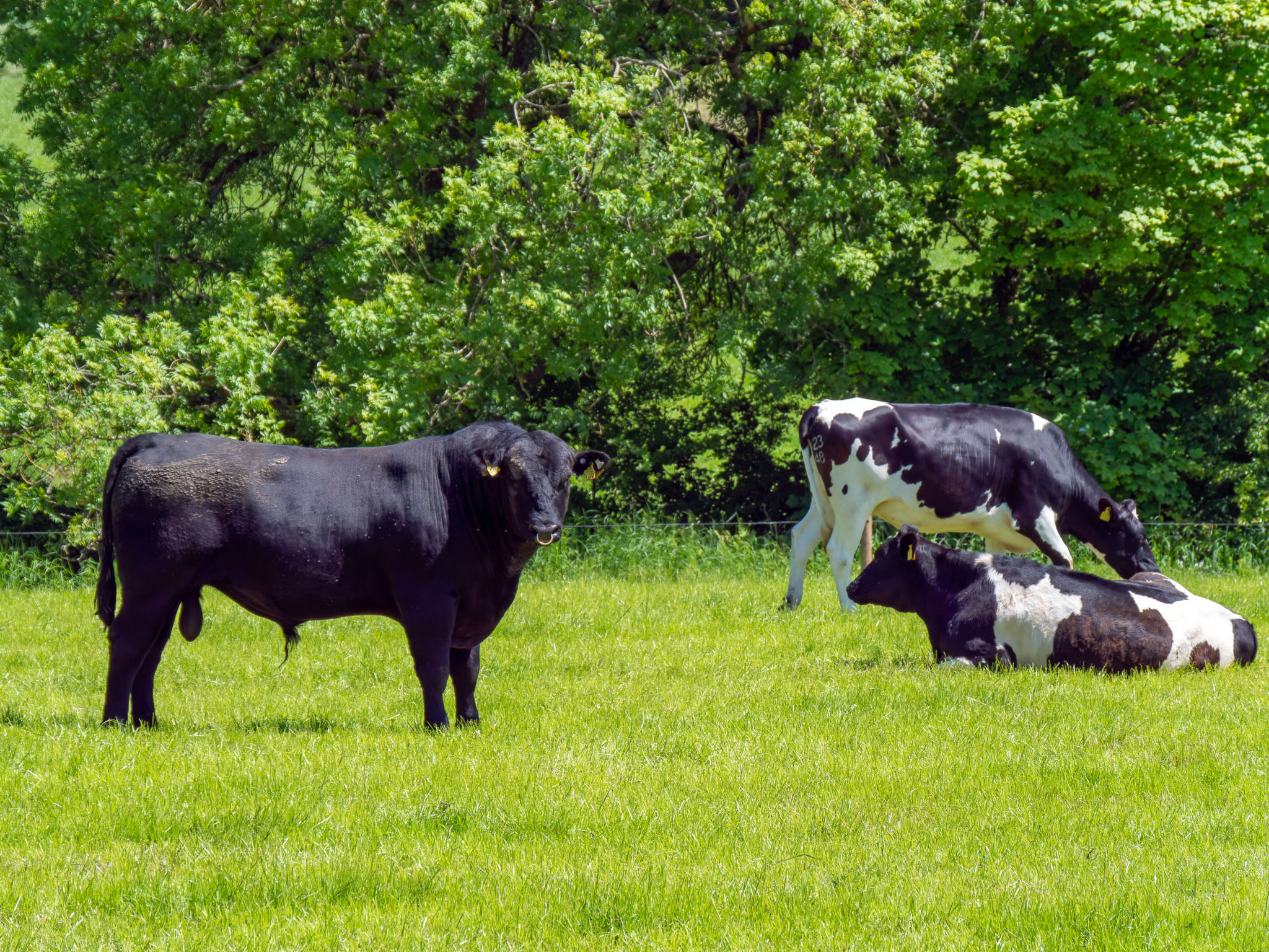 A bull on a meadow where several cows are lying. Farm cattle on a pasture on a sunny spring day. Animal husbandry, cows on green grass field. Cattle on free grazing. A bull on a meadow where several cows are lying. Farm cattle on a pasture on a sunny spring day. Animal husbandry, cows on green grass field. Cattle on free grazing.