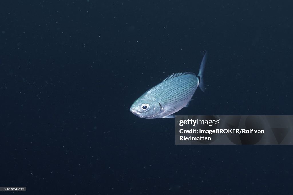 A silver fish, sea bream (Oblada melanura), swims alone in deep blue water in the Mediterranean near Hyères. Dive site Sec de la Jeaune Garde, Giens peninsula, Provence Alpes Côte d'Azur, France, Europe