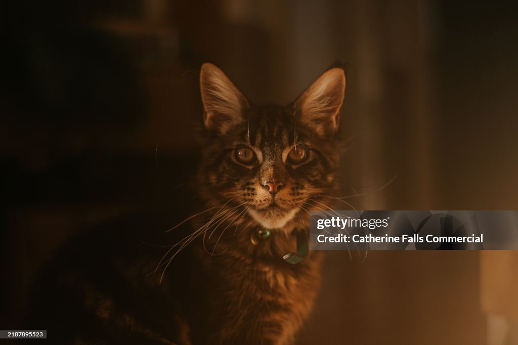 Simple portrait of a Maine Coon cat looking at the camera