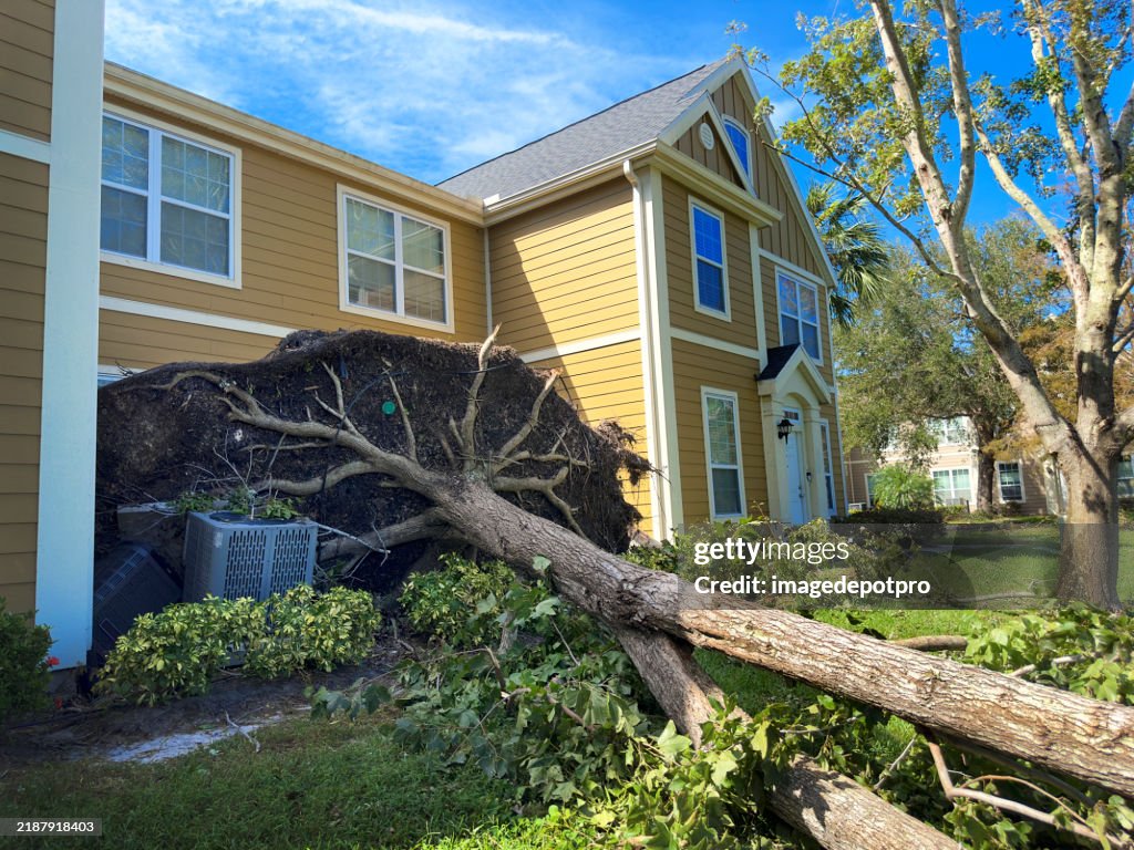 Close up large fallen tree by house after hurricane