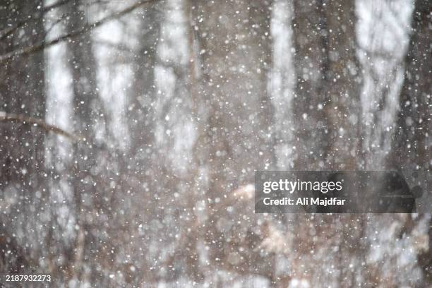 468 Tree Fallen Window Stock Photos, High-Res Pictures, and Images ...