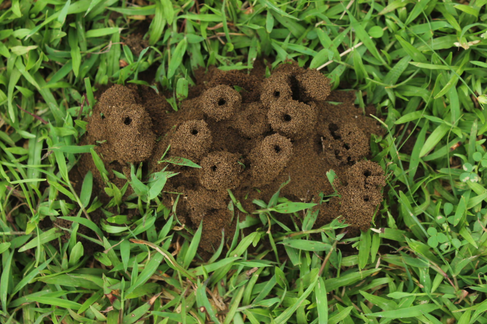 summer pests