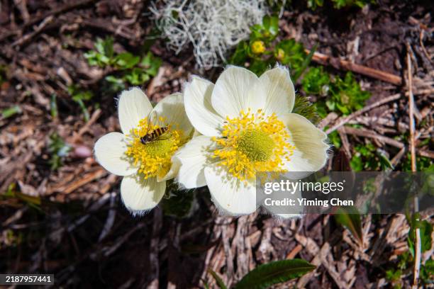 western anemone (anemone occidentalis) - mount rainier nationalpark stock-fotos und bilder