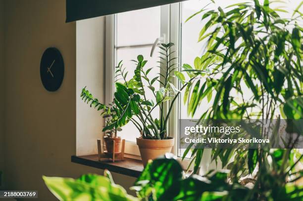 young woman caring her plants at home - houseplant stock pictures, royalty-free photos & images