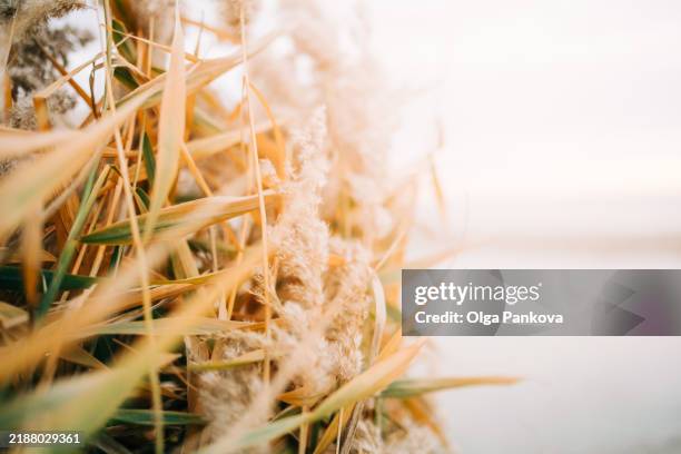 dry grass swaying gently in the wind during autumn - warmes licht stock-fotos und bilder