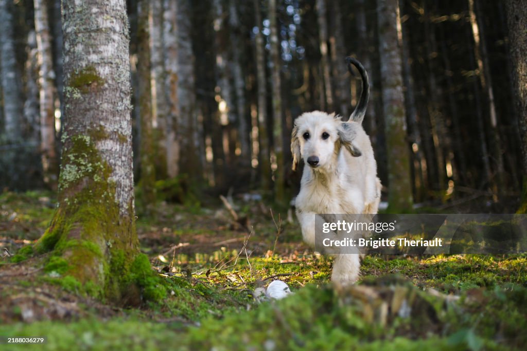 Puppy Afghan Hound Exploring A Forest