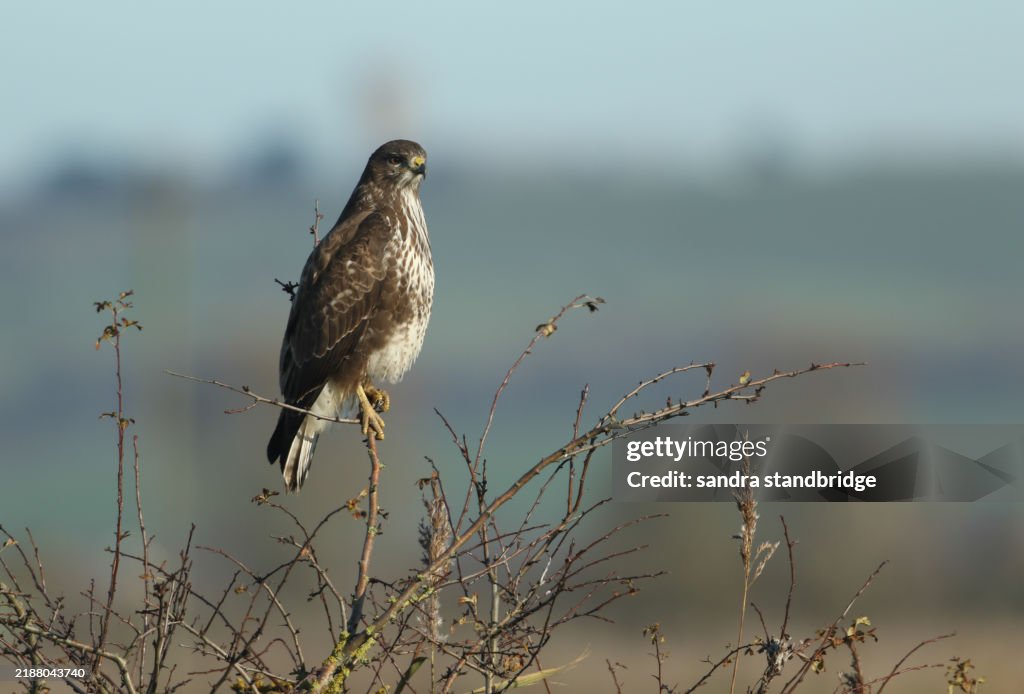 A Buzzard, Buteo buteo, perched on a tree.