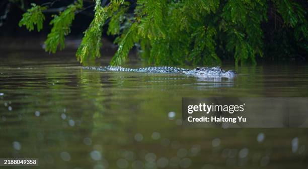 saltwater crocodile in kinabatangan river - island of borneo stock pictures, royalty-free photos & images