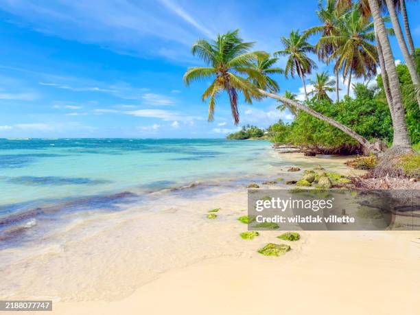 marie galante - guadeloupe stock pictures, royalty-free photos & images
