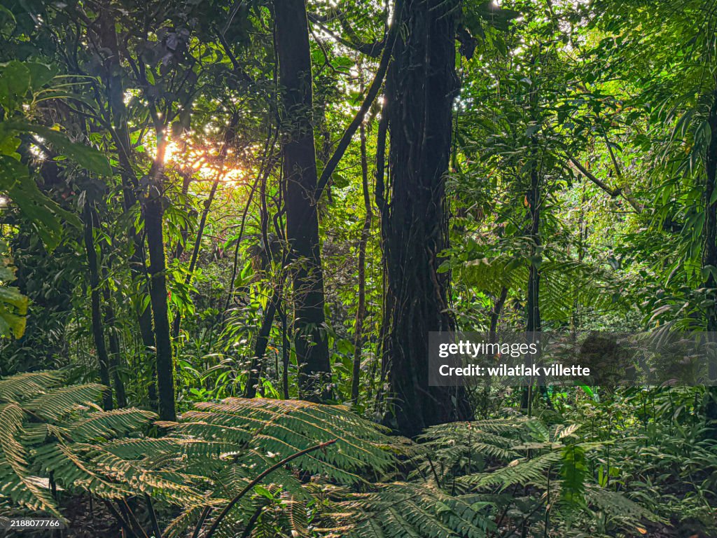 Sunshine and dirt path in the forest.
