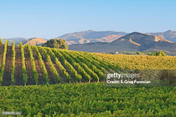 paesaggio del vigneto - autunno - azienda vinicola foto e immagini stock