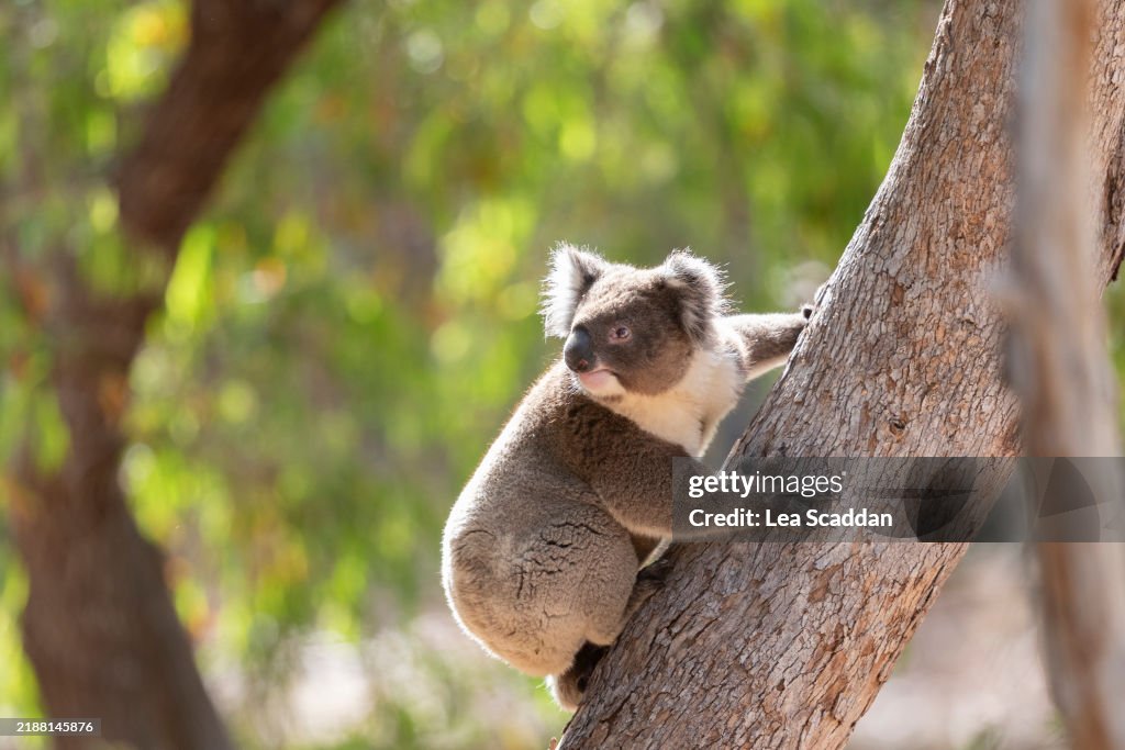 Koala