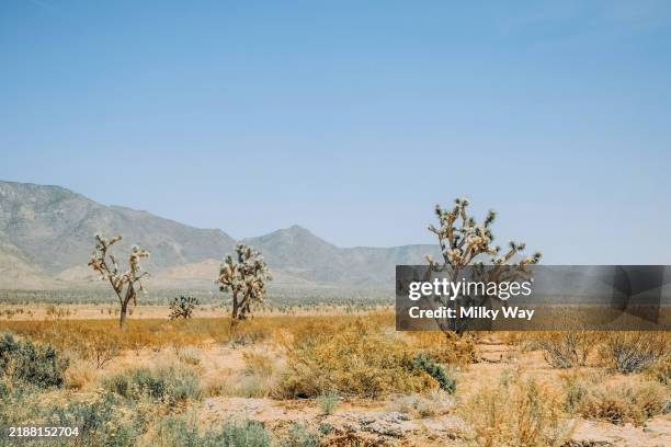 desert landscape with joshua trees and mountain range under clear blue sky. - étendue sauvage scène non urbaine photos et images de collection