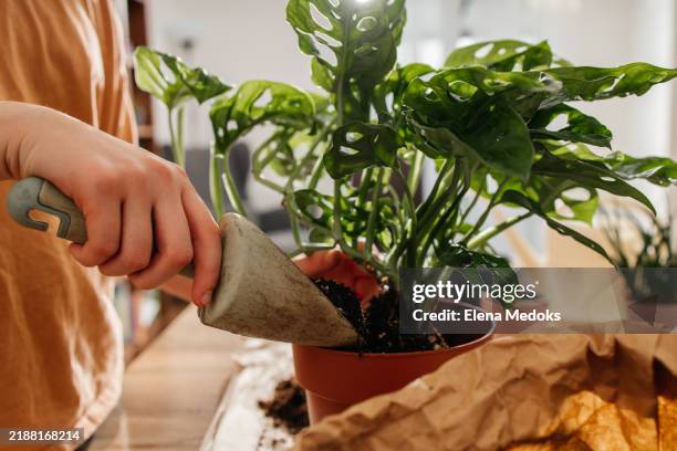 close-up of hands with a shovel pouring plant soil into a pot with a monstera flower. transplanting flowers - monstera foto e immagini stock