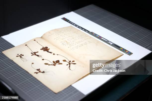 James Wong, Ambassador for the Royal Botanic Gardens, Kew digitised his own unique plant specimen Saxifraga nivalis at the Royal Botanic Gardens, Kew...