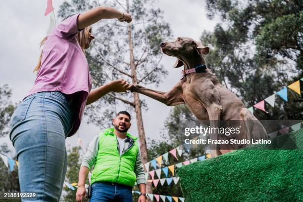 dog trainer teaching a dog at training camp - animal trainer stock pictures, royalty-free photos & images