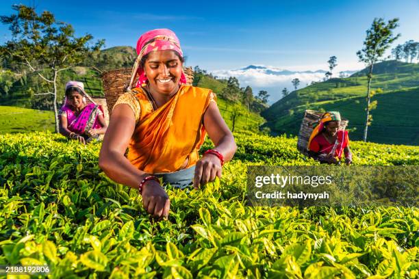 tamil women plucking tea leaves on plantation, ceylon - plantage stockfoto's en -beelden
