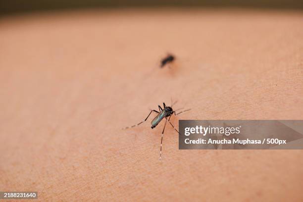 close-up view of mosquito sucking blood on skin - succhiare il sangue foto e immagini stock