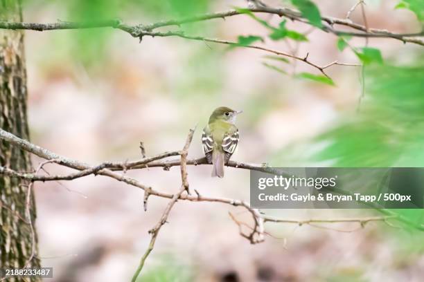 low angle view of acadian flycatcher perching on tree,tulsa,oklahoma,united states,usa - acadian flycatcher stock pictures, royalty-free photos & images