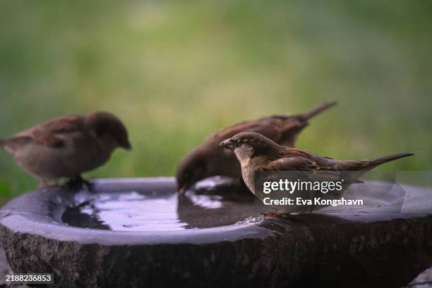 the birds enjoy the company while drinking water - mus stockfoto's en -beelden