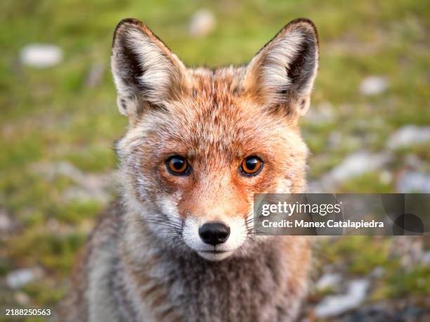 Ceding Fox 6,665 Fox Sitting Stock Photos, High-Res Pictures, and Images - Getty ...