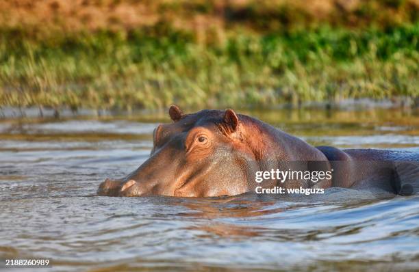 hippopotamus headshot up close at sunset - uganda stock pictures, royalty-free photos & images