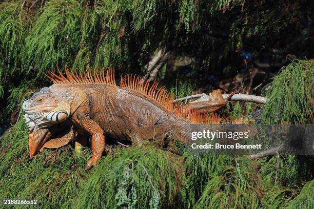 An iguana populates a tree at the Wakodahatchee Wetlands on November 22, 2024 in Delray Beach, Florida. The weather in Florida provides a welcome...