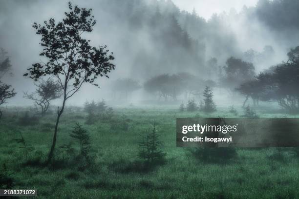 fog on the marsh - humidity stock pictures, royalty-free photos & images