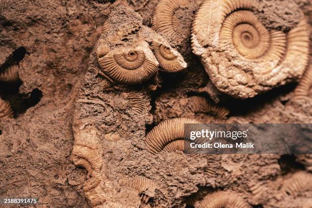 close-up of intricate fossil patterns embedded in rocky surface. demonstrating mocha mousse - trendy color of the year 2025 - paleozoïcum stockfoto's en -beelden