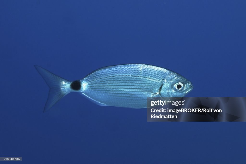 Silver fish, sea bream (Oblada melanura), swimming in clear blue water, dive site marine reserve Port Cros, Provence Alpes Côte d'Azur, France, Europe