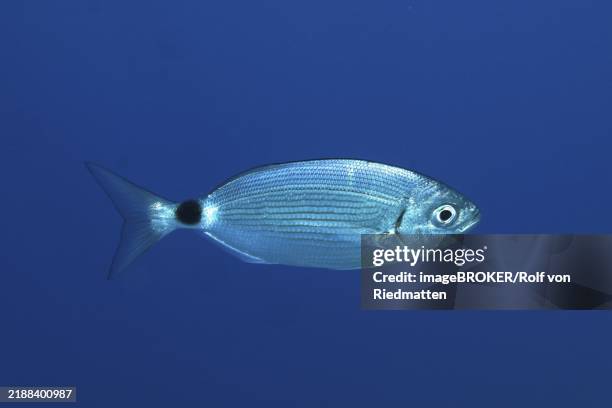 Silver Fish Sea Bream Swimming In Clear Blue Water Dive Site Marine Reserve Port Cros Provence Alpes Cte Dazur France Europe High-Res Stock Photo