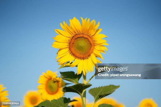 sunflowers blooming in the morning sunlight - asia stock pictures, royalty-free photos & images