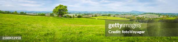 panoramic view over rolling hills idyllic farm meadows green pasture - pasture stock pictures, royalty-free photos & images